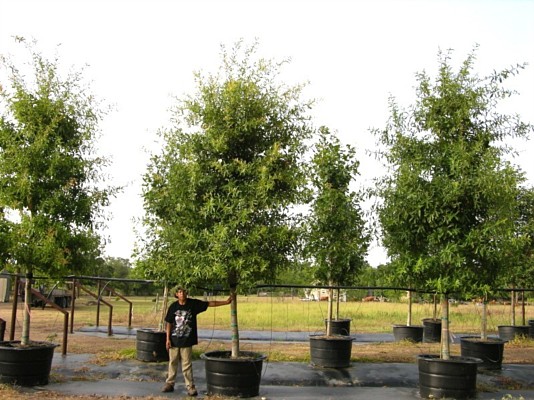 Trees, Maple Tree, Sycamore Trees, Sugar Land, Texas, TX